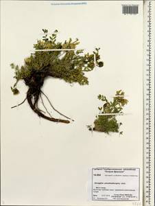 Astragalus pseudoadsurgens Jurtzev, Siberia, Chukotka & Kamchatka (S7) (Russia)