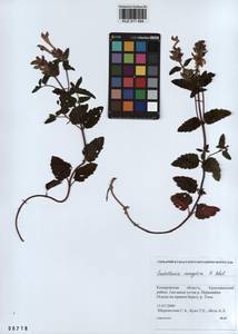 Scutellaria mongolica Sobolevsk., Siberia, Altai & Sayany Mountains (S2) (Russia)