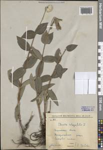 Clematis integrifolia L., Eastern Europe, Central forest-and-steppe region (E6) (Russia)