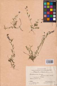 Polygala vulgaris L., Eastern Europe, West Ukrainian region (E13) (Ukraine)