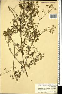 Seseli foliosum (Sommier & Lév.) Manden., Caucasus, Georgia (K4) (Georgia)