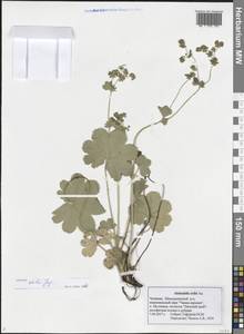 Alchemilla exilis Juz., Eastern Europe, Middle Volga region (E8) (Russia)