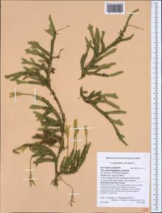 Lycopodium clavatum L., Western Europe (EUR) (United Kingdom)