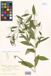 Epilobium pseudorubescens A. K. Skvortsov, Eastern Europe, Moscow region (E4a) (Russia)