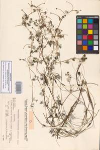 Ranunculus mongolicus (Krylov) Serg., Siberia, Yakutia (S5) (Russia)