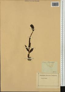 Neotinea ustulata (L.) R.M.Bateman, Pridgeon & M.W.Chase, Western Europe (EUR) (Germany)