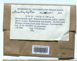 Anastrophyllum michauxii (F. Weber) H. Buch, Bryophytes, Bryophytes - Russian Far East (excl. Chukotka & Kamchatka) (B20) (Russia)