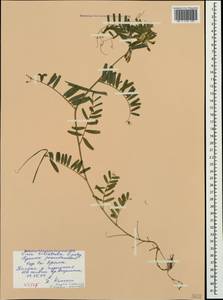 Vicia ciliatula Lipsky, Crimea (KRYM) (Russia)