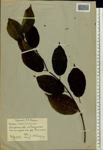 Prunus avium (L.) L., Eastern Europe, South Ukrainian region (E12) (Ukraine)