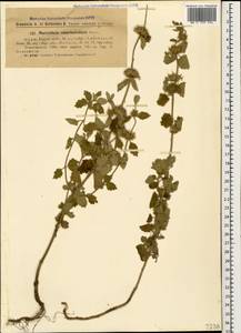 Marrubium catariifolium Desr., Caucasus, Georgia (K4) (Georgia)