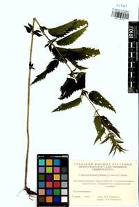 Urtica dioica subsp. sondenii (Simmons) Hyl., Siberia, Baikal & Transbaikal region (S4) (Russia)