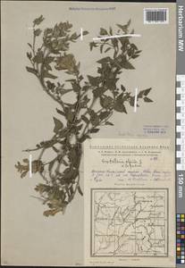 Scutellaria supina L., Eastern Europe, Eastern region (E10) (Russia)