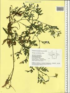 Rorippa sylvestris (L.) Besser, Eastern Europe, Central region (E4) (Russia)