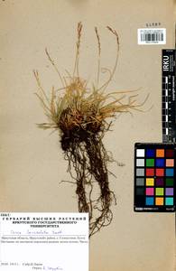 Carex lanceolata Boott, Siberia, Baikal & Transbaikal region (S4) (Russia)