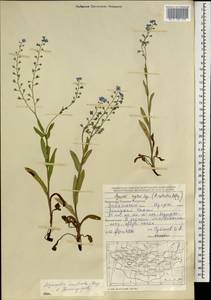 Myosotis imitata Serg., Mongolia (MONG) (Mongolia)