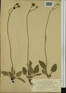 Hieracium pellitum subsp. prasinellum (C. Bicknell & Zahn) Zahn, Western Europe (EUR) (Italy)