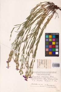 Dianthus chinensis L., Eastern Europe (no precise locality) (E0)