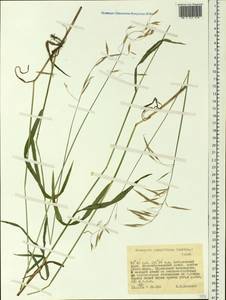 Bromus pumpellianus Scribn., Siberia, Russian Far East (S6) (Russia)