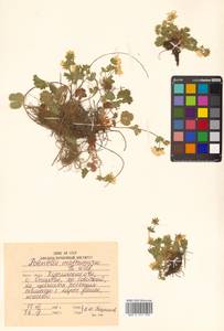 Potentilla matsumurae Th. Wolf, Siberia, Russian Far East (S6) (Russia)