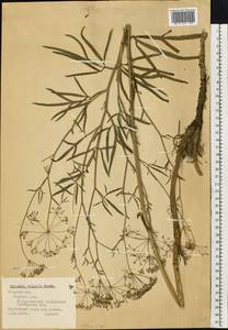 Falcaria vulgaris Bernh., Eastern Europe, North-Western region (E2) (Russia)