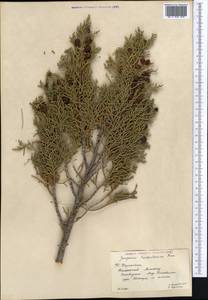 Juniperus pseudosabina Fisch. & C.A.Mey., Middle Asia, Western Tian Shan & Karatau (M3) (Kazakhstan)