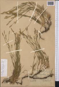 Dianthus darvazicus Lincz., Middle Asia, Western Tian Shan & Karatau (M3) (Uzbekistan)