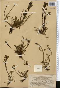 Pedicularis rhinanthoides subsp. rotundata Vved., Middle Asia, Western Tian Shan & Karatau (M3) (Kazakhstan)