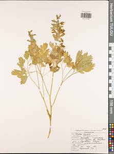 Corydalis cava (L.) Schweigg. & Körte, Eastern Europe, Central region (E4) (Russia)