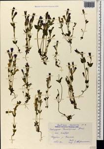 Gentianella caucasea (Loddiges ex Sims) J. Holub, Caucasus, Stavropol Krai, Karachay-Cherkessia & Kabardino-Balkaria (K1b) (Russia)