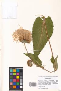 Inula helenium L., Eastern Europe, Moscow region (E4a) (Russia)