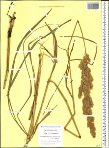 Calamagrostis epigejos (L.) Roth, Caucasus, Armenia (K5) (Armenia)