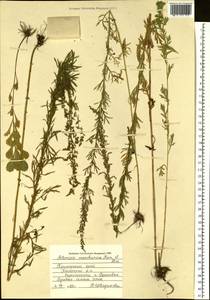 Artemisia mandschurica (Kom.) Kom., Siberia, Russian Far East (S6) (Russia)