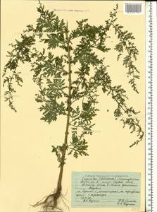 Artemisia annua L., Eastern Europe, Middle Volga region (E8) (Russia)
