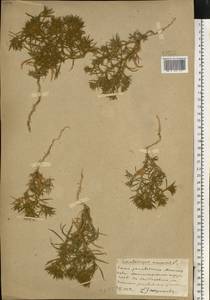 Ceratocarpus arenarius L., Eastern Europe, South Ukrainian region (E12) (Ukraine)