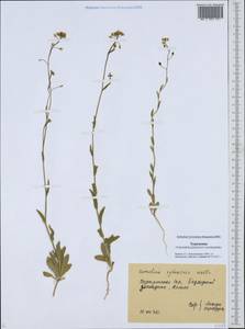 Camelina microcarpa subsp. pilosa (DC.) Jáv., Middle Asia, Karakum (M6) (Turkmenistan)