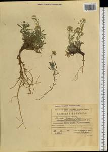 Alyssum lenense Adams, Siberia, Baikal & Transbaikal region (S4) (Russia)