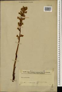Orobanche lutea Baumg., Caucasus, Azerbaijan (K6) (Azerbaijan)