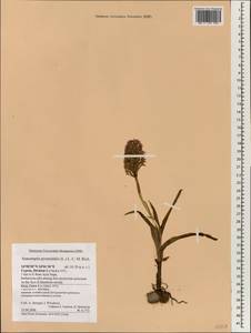 Anacamptis pyramidalis (L.) Rich., South Asia, South Asia (Asia outside ex-Soviet states and Mongolia) (ASIA) (Cyprus)