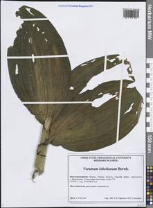 Veratrum lobelianum Bernh., Siberia, Western Siberia (S1) (Russia)