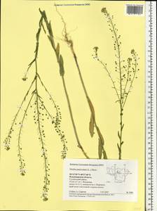 Neslia paniculata (L.) Desv., Eastern Europe, Central region (E4) (Russia)