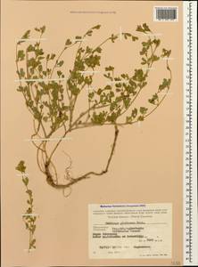 Medicago sativa subsp. glomerata (Balb.) Rouy, Caucasus, Dagestan (K2) (Russia)