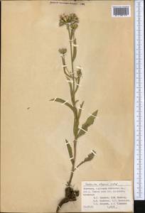 Saussurea elegans Ledeb., Middle Asia, Pamir & Pamiro-Alai (M2) (Kyrgyzstan)
