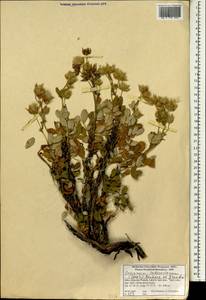 Farinopsis salesoviana (Steph.) Chrtek & Soják, South Asia, South Asia (Asia outside ex-Soviet states and Mongolia) (ASIA) (India)