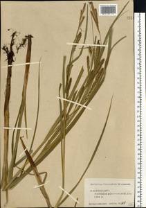 Carex atherodes Spreng., Eastern Europe, Central forest region (E5) (Russia)