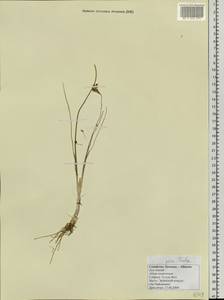 Allium tenuissimum L., Siberia, Altai & Sayany Mountains (S2) (Russia)