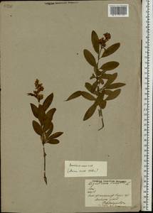 Ligustrum vulgare L., Eastern Europe, Latvia (E2b) (Latvia)