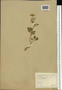 Cardamine amara L., Eastern Europe, Moscow region (E4a) (Russia)