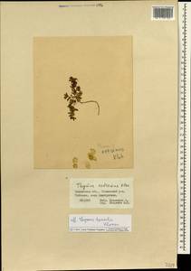 Thymus sibiricus (Serg.) Klokov & Des.-Shost., Siberia, Chukotka & Kamchatka (S7) (Russia)