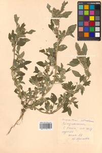 Amaranthus retroflexus L., Siberia, Russian Far East (S6) (Russia)