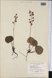 Pyrola asarifolia, America (AMER) (Canada)